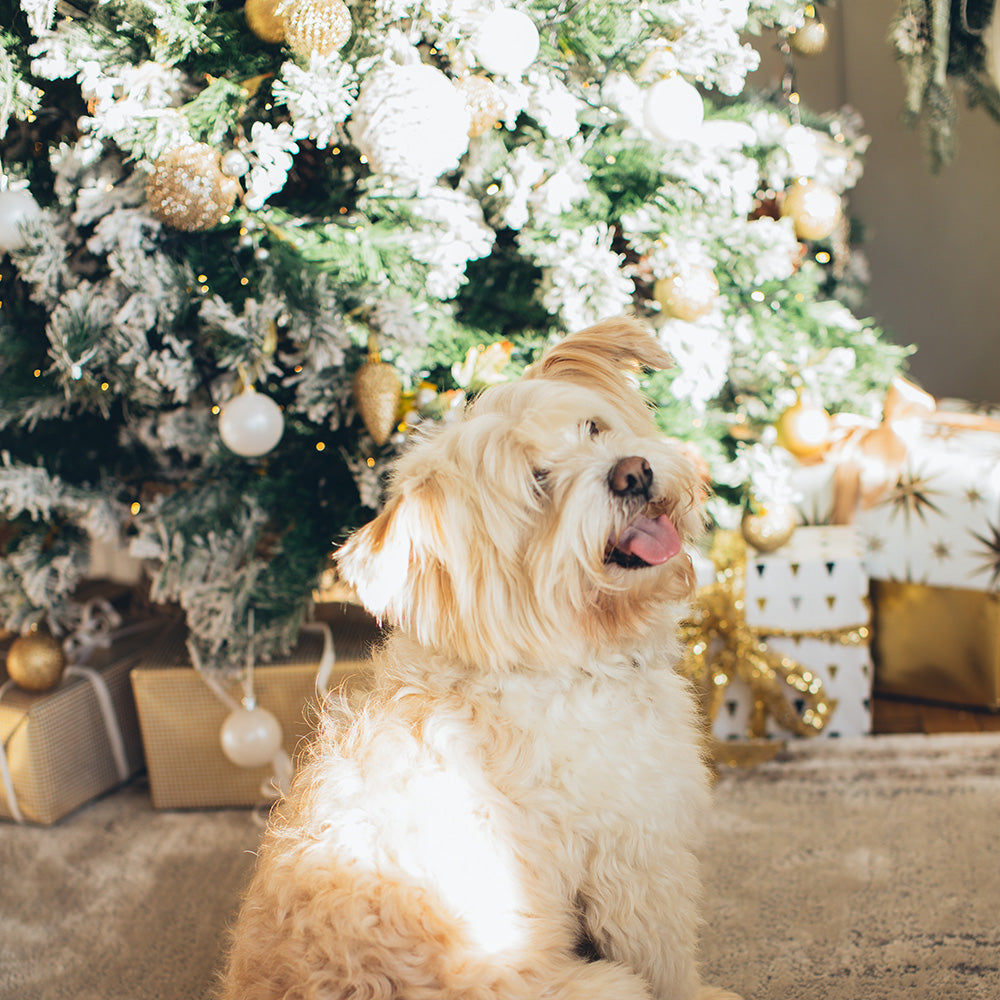 🎄Magical RemoteControl RetractableChristmas Tree 🎄SOONTO BE SOLD OUT!!！