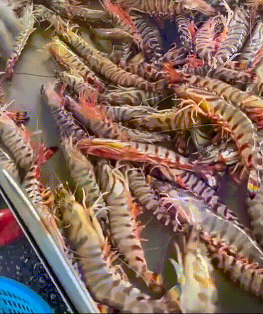 [Men's Energy Station] High-Protein Ready-to-Eat Grilled Shrimp